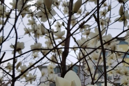 종려주일 예배